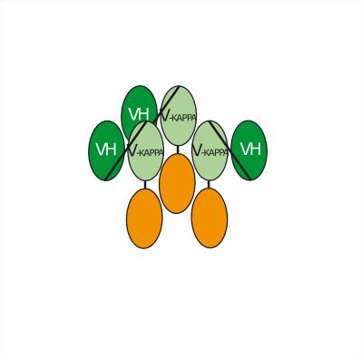 Experimental Validation Results for Onfekafusp alfa